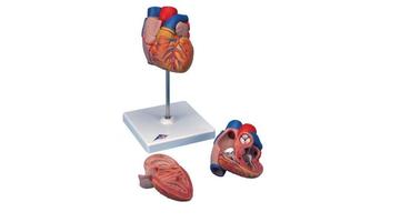 Модель сердца в натуральную величину