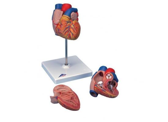 Модель сердца в натуральную величину