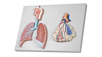 Рельефная модель дыхательной системы с легочной альвеолой