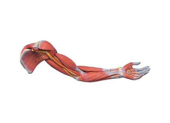 Модель мышц руки