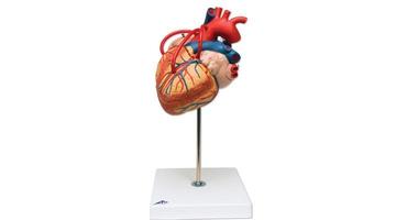 Модель сердца с шунтом, натуральная величина