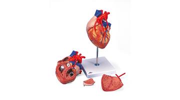 Модель сердца, двухкратное увеличение