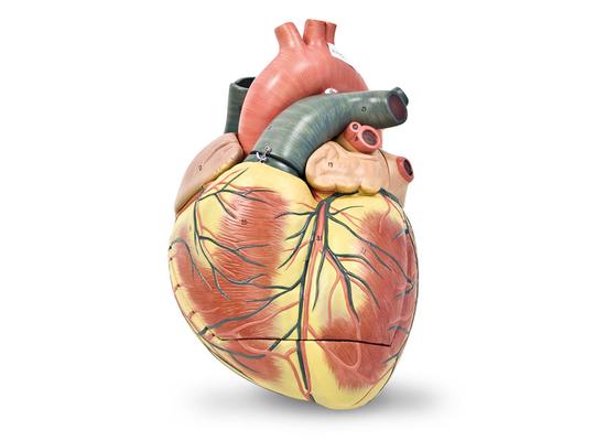 Гигантская модель сердца, трехкратное увеличение