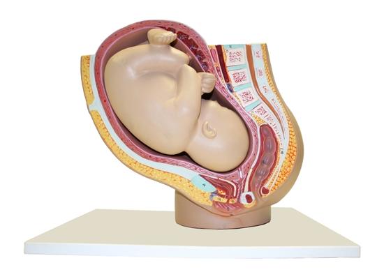Модель таза во время беременности, класса люкс