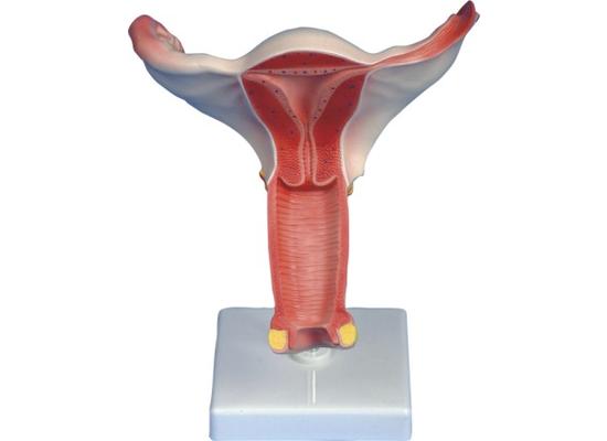 Модель женские внутренние половые органы