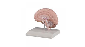 Модель правого полушария головного мозга