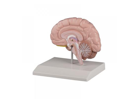 Модель правого полушария головного мозга