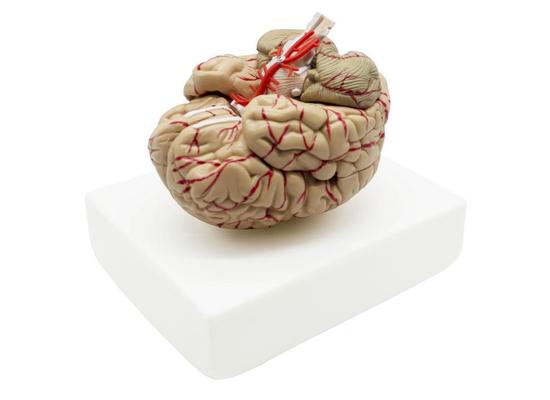 Модель мозга с артериями в натуральную величину