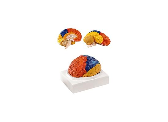 Модель головного мозга с окрашенными функциональными областями
