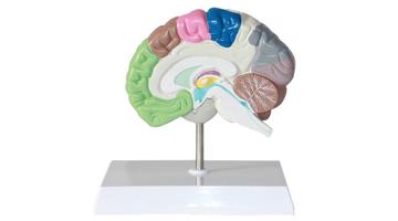 Модель правого полушария головного мозга с различными функциональными областями