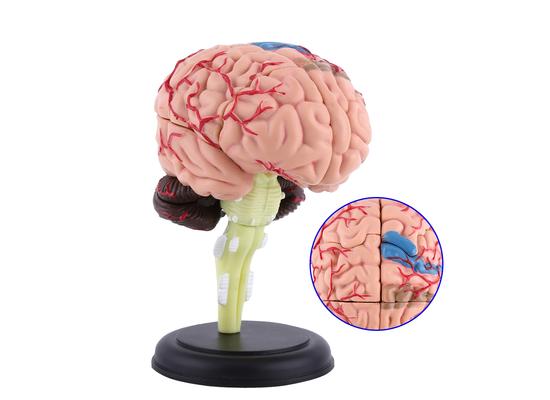 4D модель головного мозга