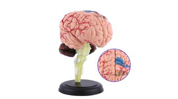 4D модель головного мозга