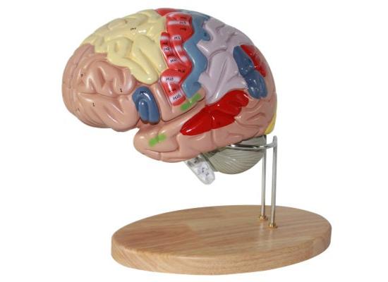 Модель головного мозга класса люкс, увеличение в 1,5 раза