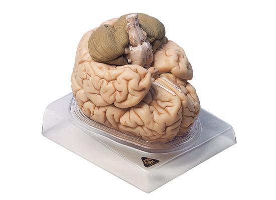 Модель головного мозга в натуральную величину, 9 частей