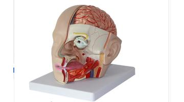 Модель головы с мозгом