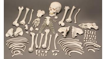 Скелет человека в разобранном виде, полный комплект