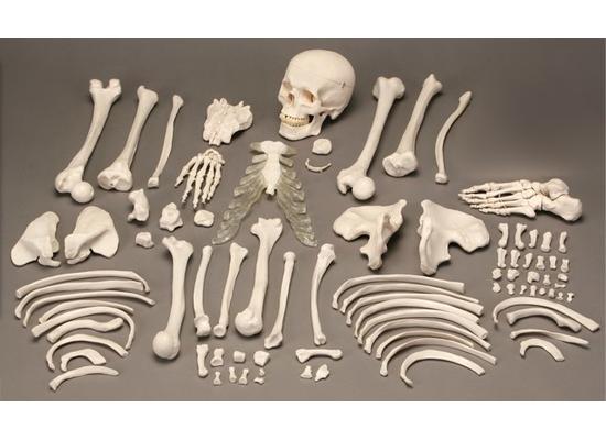 Скелет человека в разобранном виде, полный комплект