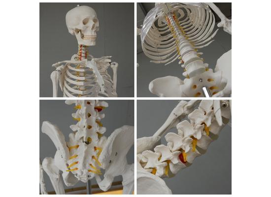 Модель скелета, 170 см