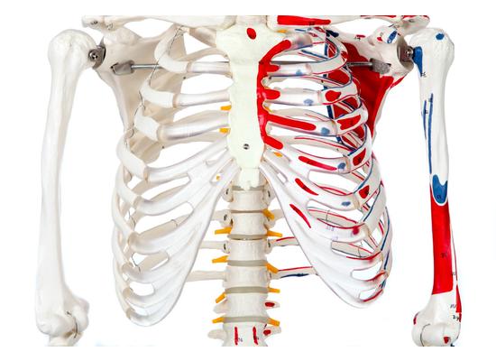 Модель скелета с мышцами