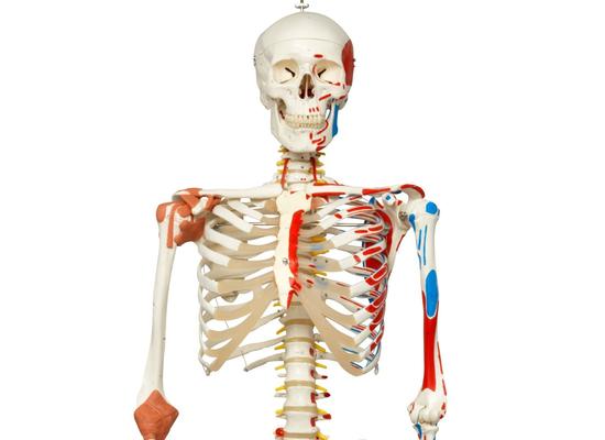 Модель скелета с мышцами и связками