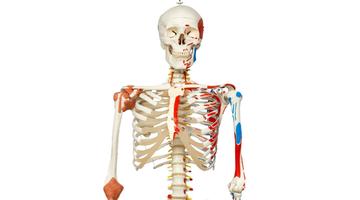 Модель скелета со связками