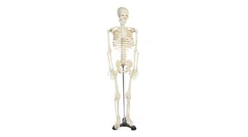Модель скелета с нервами, высота 85 см