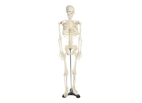 Модель скелета с нервами, высота 85 см