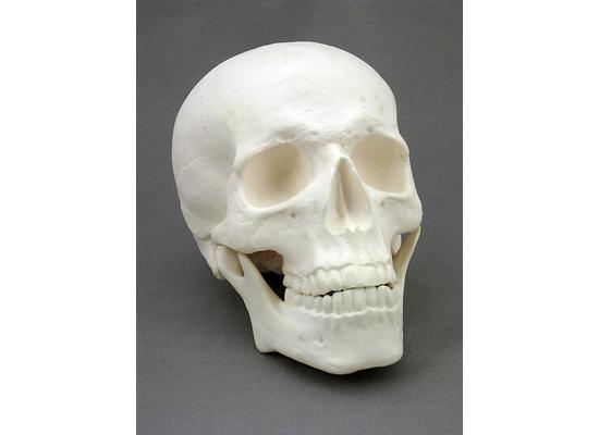 Уменьшенная модель черепа