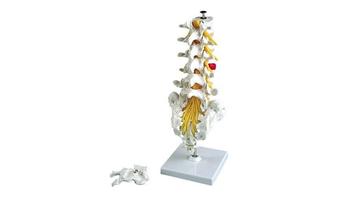 Модель позвонков поясничного отдела, крестцовой кости и спинномозговых нервов