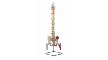 Гибкая модель позвоночного столба с головками бедренных костей и местами прикрепления мышц