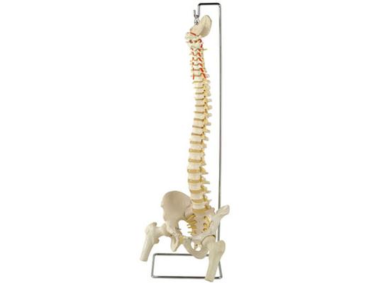 Гибкая модель позвоночного столба с бедренными костями и открытой крестцовой костью