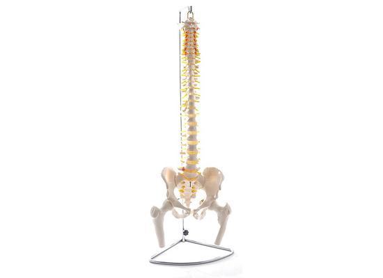Гибкая модель позвоночного столба с бедренными костями