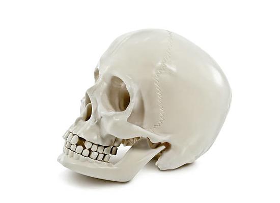 Классическая модель черепа