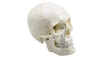 Модель черепа с нумерацией элементов