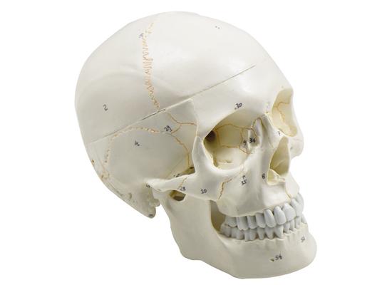 Модель черепа с нумерацией элементов