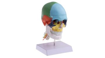 Модель черепа с цветовыделением и шейным позвонком