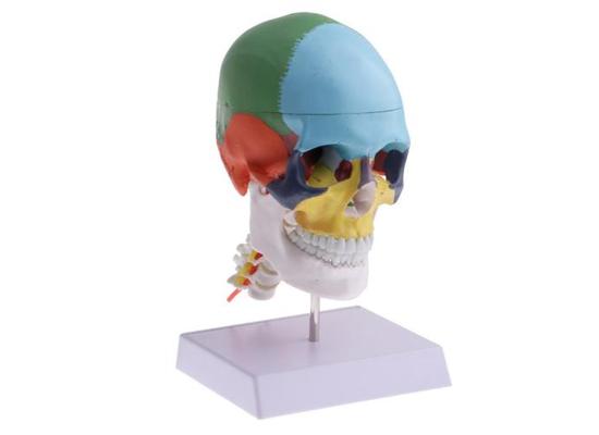 Модель черепа с цветовыделением и шейным позвонком