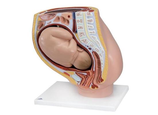 Модель таза во время беременности